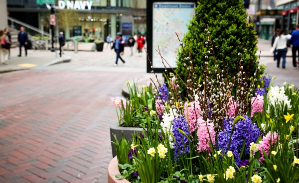 Spring Flowers